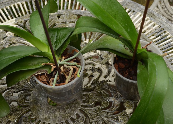 Положение орхидеи в горшке