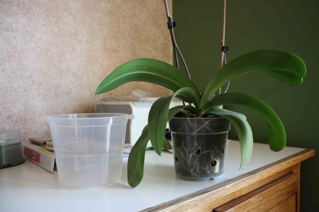 Правильная пересадка орхидей: раскладываем все по полочкам