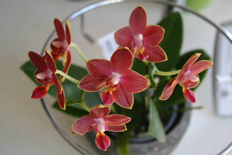 Красные цветки орхидеи
