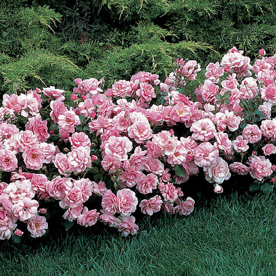 Кусты полиантовых роз