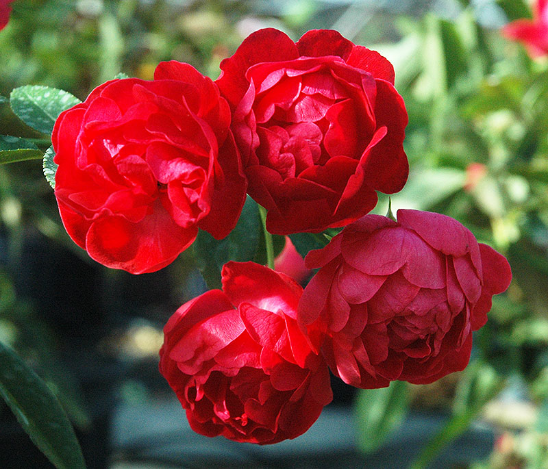 Четыре красные розы