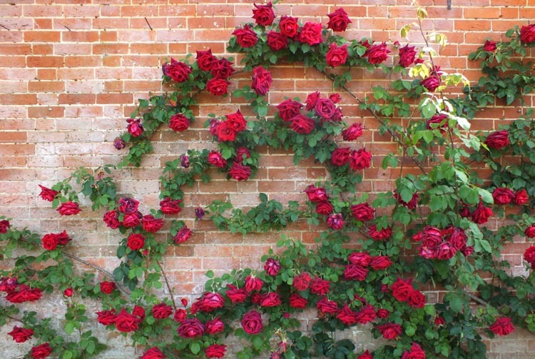 розы возле стены