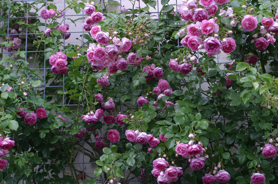 крупноцветковые розы