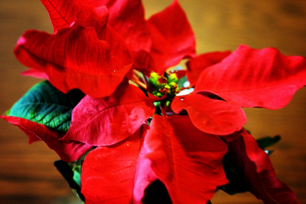 Цветок Рождественская Звезда Фото Уход