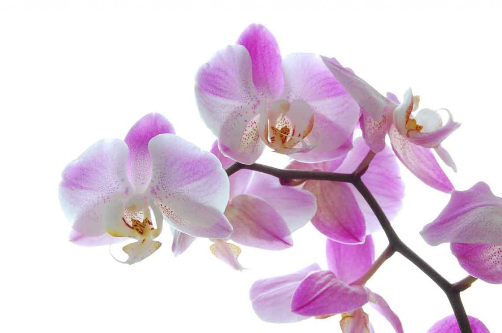 детка орхидеи