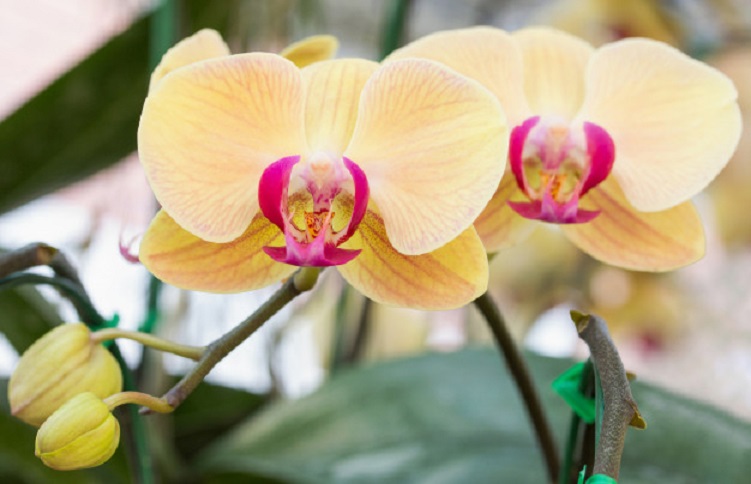 цветок орхидея фаленопсис