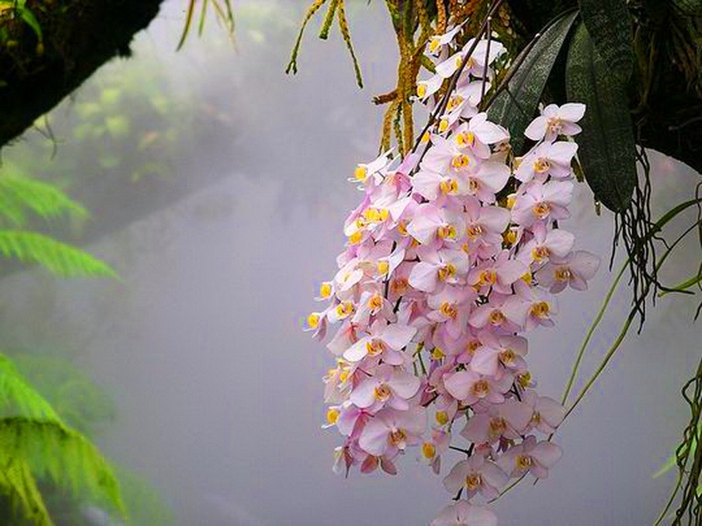 орхидея фаленопсис пересадка в домашних условиях