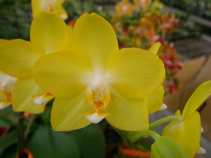 желтеет орхидея фаленопсис