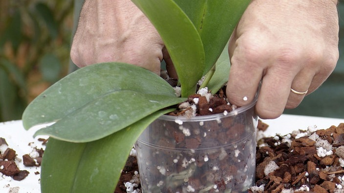 корень орхидеи фаленопсис