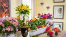 Чем подкормить домашние цветы в домашних условиях: советы