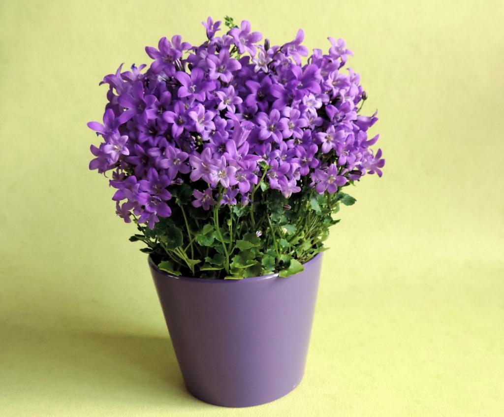 Фиолетовые цветы в горшке