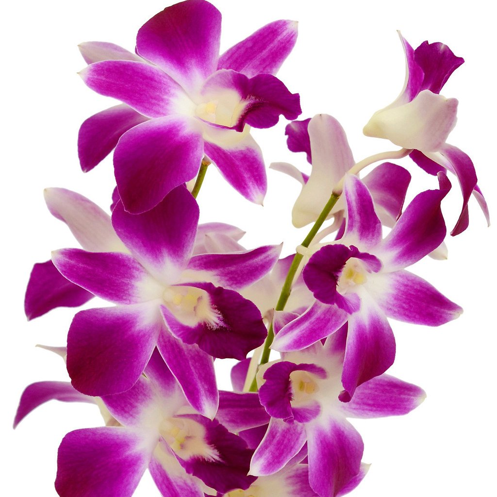 болезни орхидей лечение фото