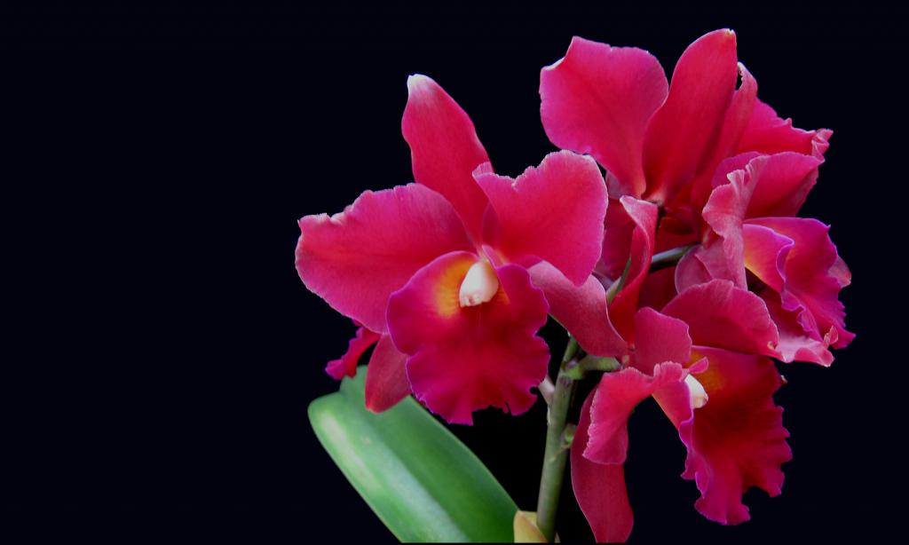 болезни орхидей