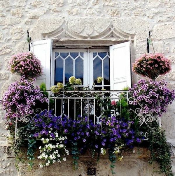 Названия цветов для балкона