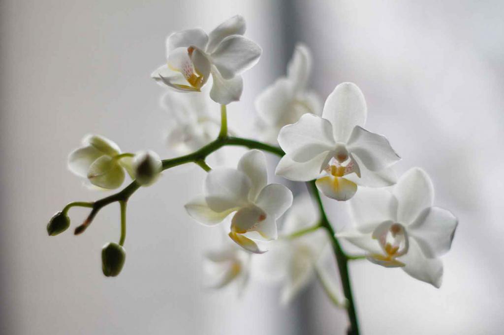 можно ли пересаживать орхидею