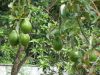 Как растет авокадо в домашних условиях, особенности посадки и ухода,видео