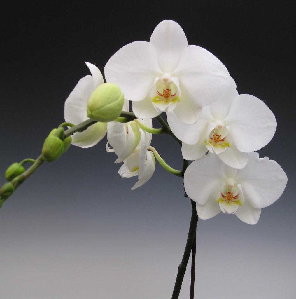 Соцветия белой орхидеи