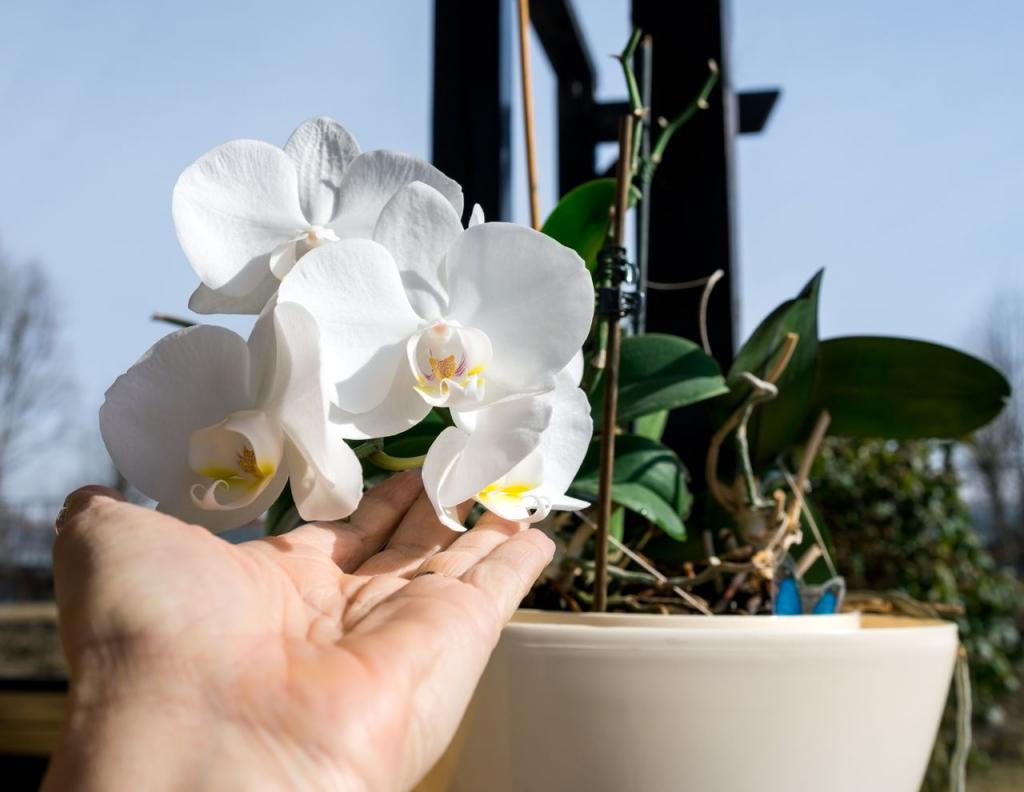 белая орхидея уход