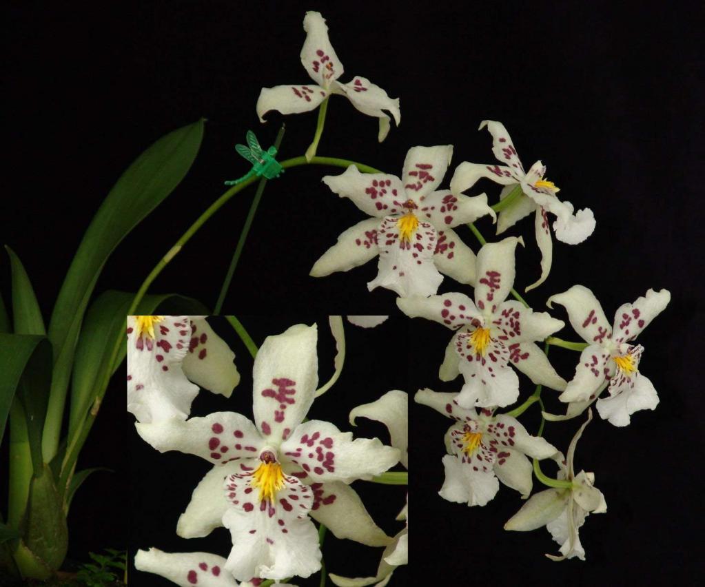 Разнообразие видов орхидеи