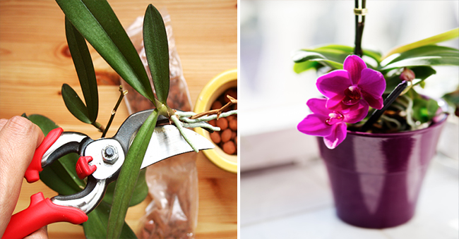 Вырастить орхидею из семян в домашних условиях