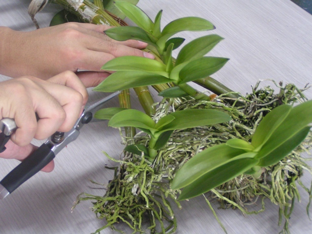 Как правильно выращивать орхидею в домашних условиях