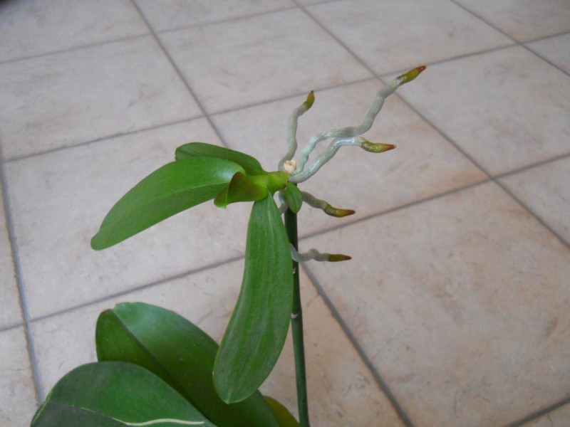 Как вырастить синюю орхидею в домашних условиях