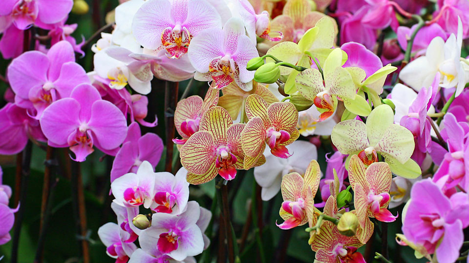 Правильное освещение для орхидеи