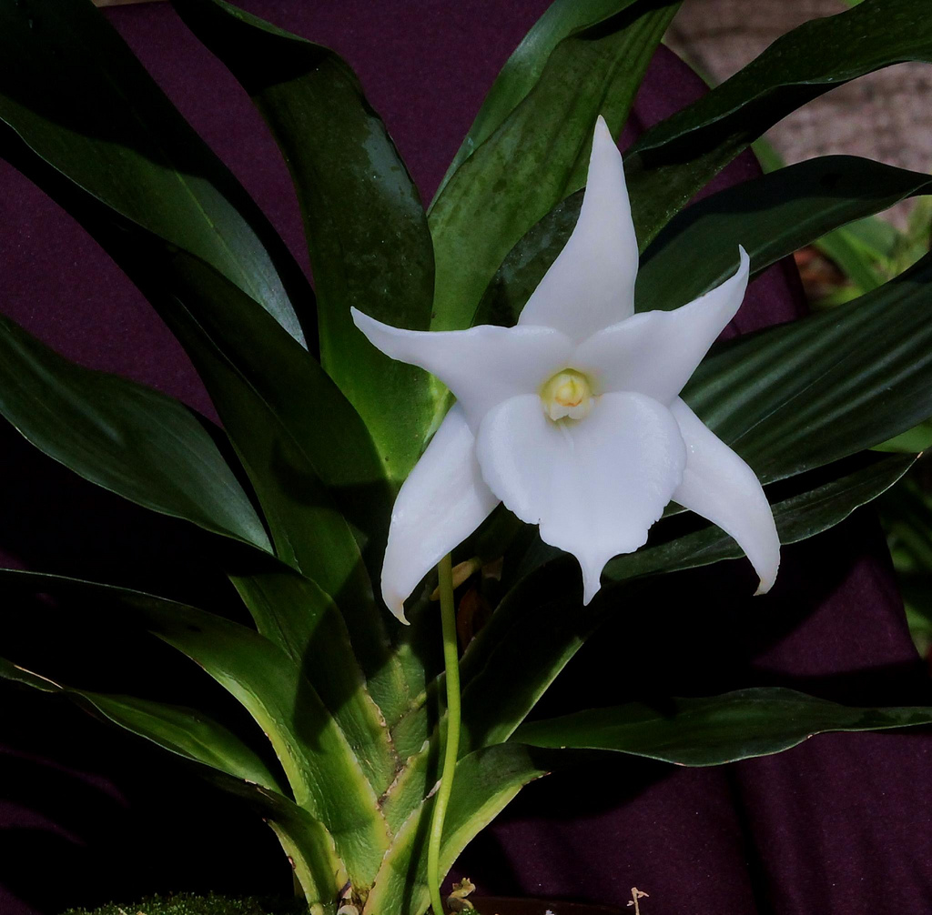 Белая орхидея Ангрекум Леонис