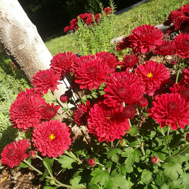 красные хризантемы