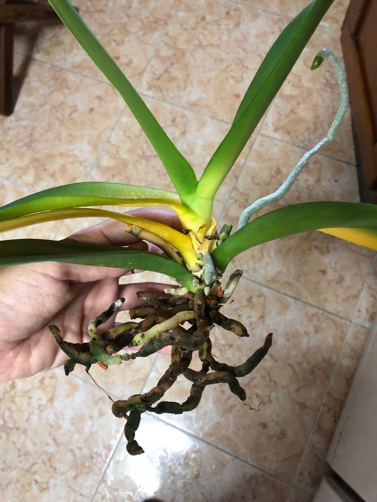 корни орхидеи