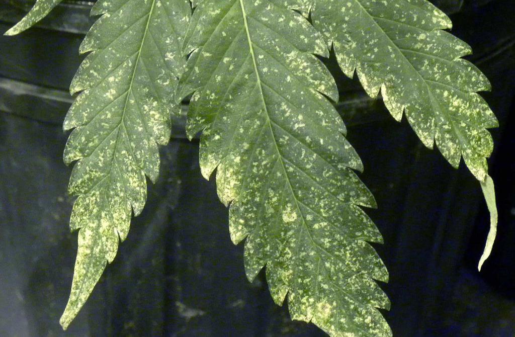 Желтые пятна на листьях марихуаны hydra зеркало hydparu zerkalo site