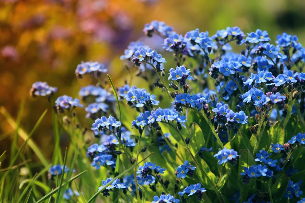 Незабудки: фото цветов с описанием, посадка, выращивание и уход -Sadovnikam.ru