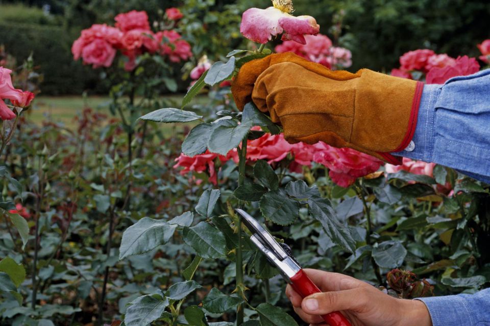 Обрезане розы