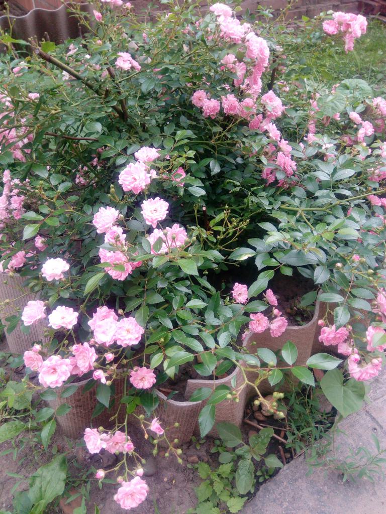 Когда можно пересадить розу на другое. Маленькие розовые кустовые розы на кусту. Период цветения роз. Пересадка цветущей розы.