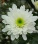 Белая кустовая хризантема