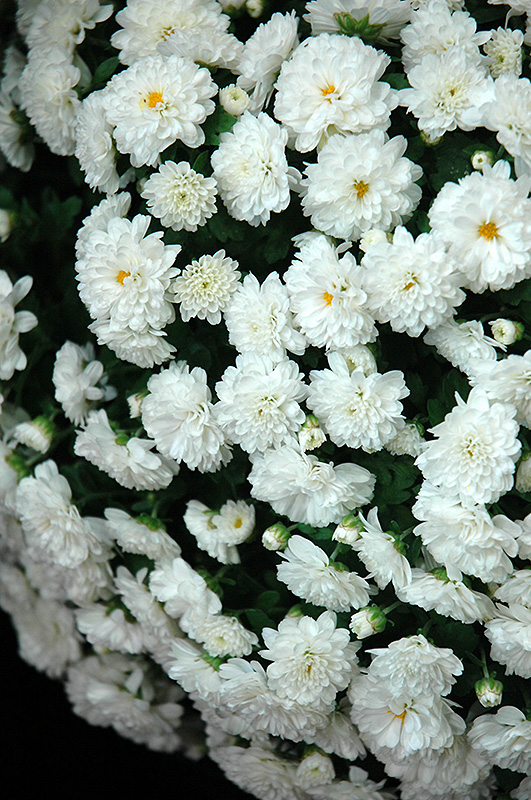 хризантемы белые крупные