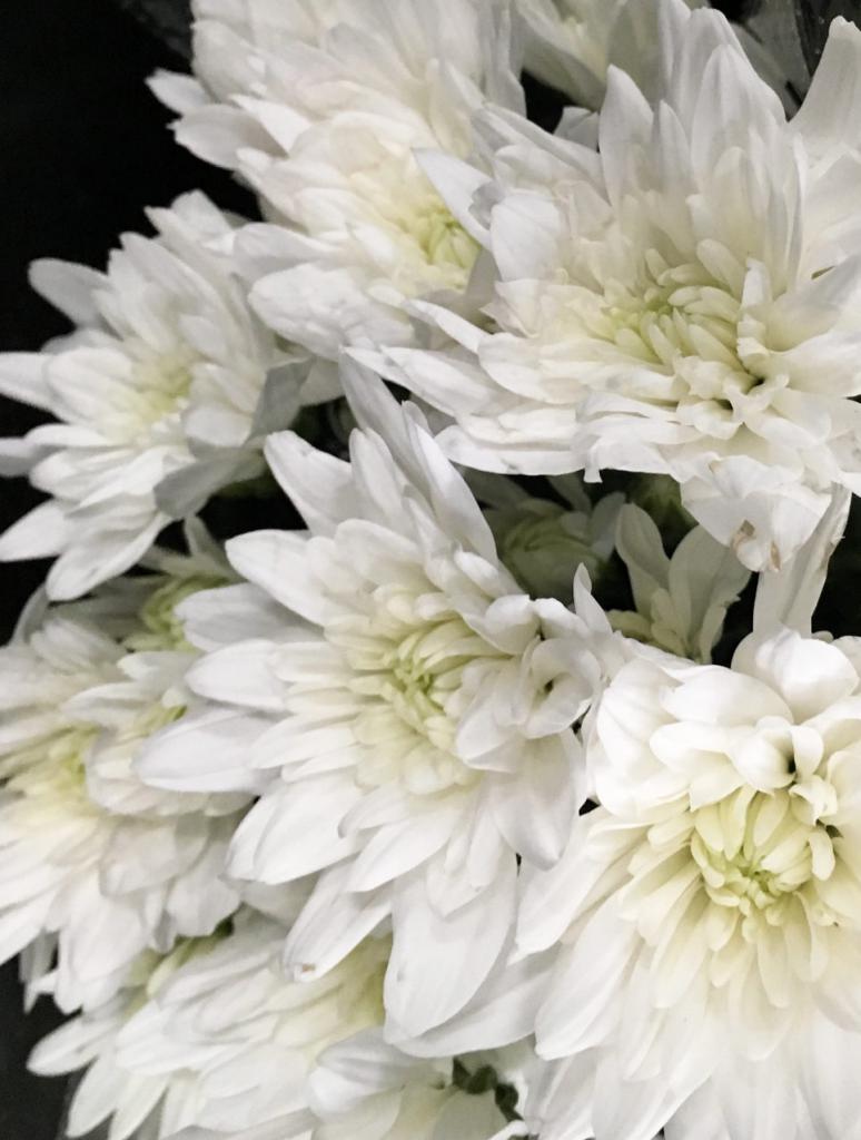 белые цветы хризантемы фото