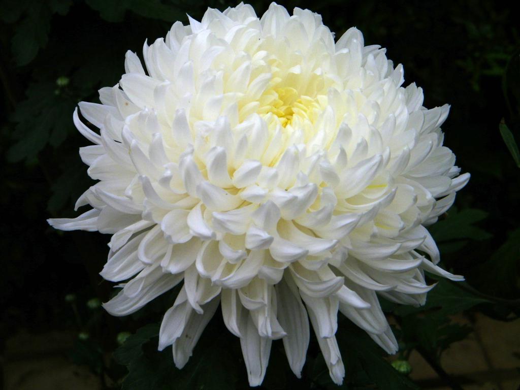 белые хризантемы фото