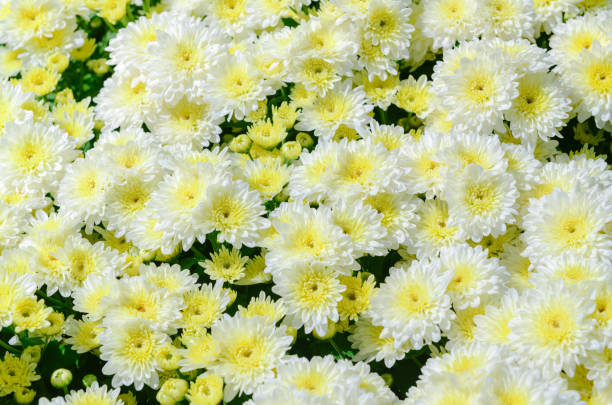 белые цветы хризантемы