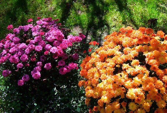 Хризантемы выращивание и уход