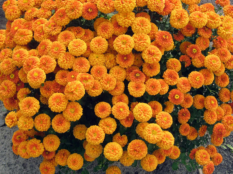 Хризантемы оранжевые