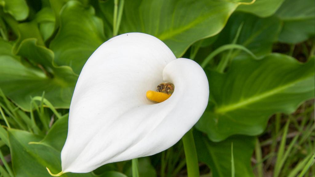 Белый цветок каллы.
