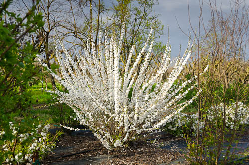 Цветущий белый миндаль