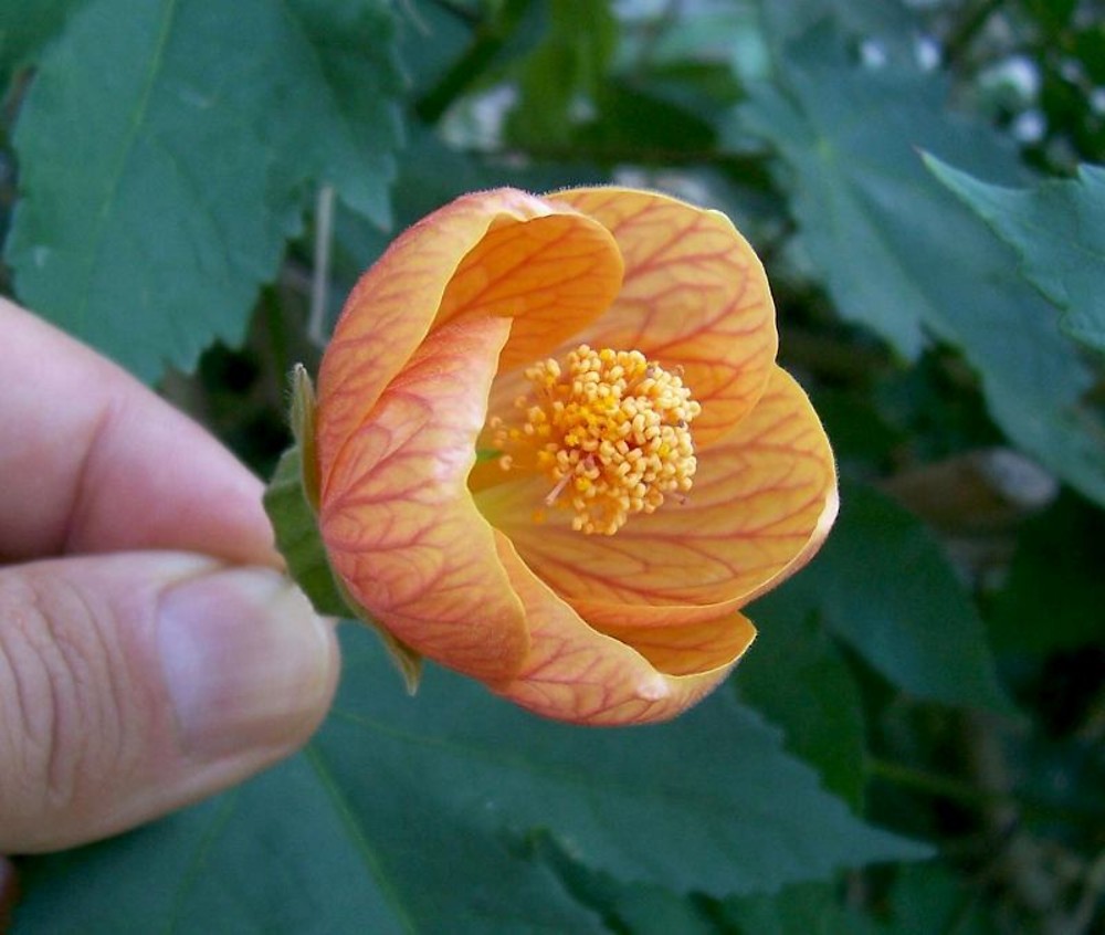 Цветок абутилона