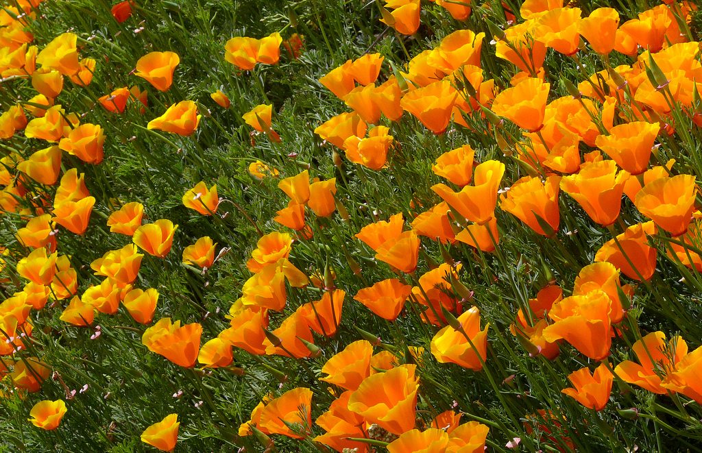 Эшшольция 48 фото выращивание цветов солнца калифорнийского мака посадка и уход в открытом грунте Как собрать семена Эшшольция махровая на клумбе