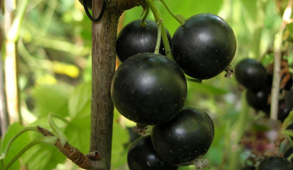 Сорта черной смородины: описание, характеристика, фото - Sadovnikam
