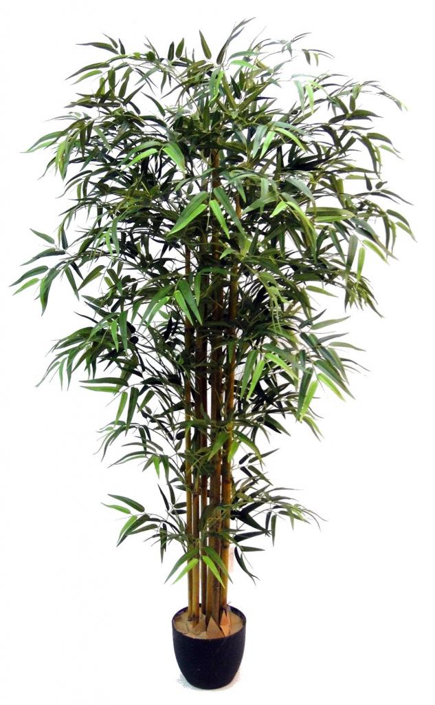бамбук описание растения