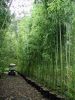 Jak pěstovat bambus na vlastní zahradě?