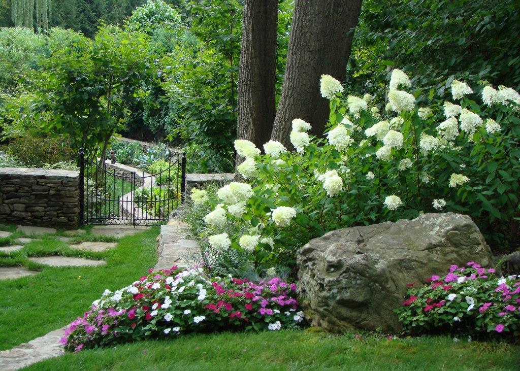 Гортензия белая садовая