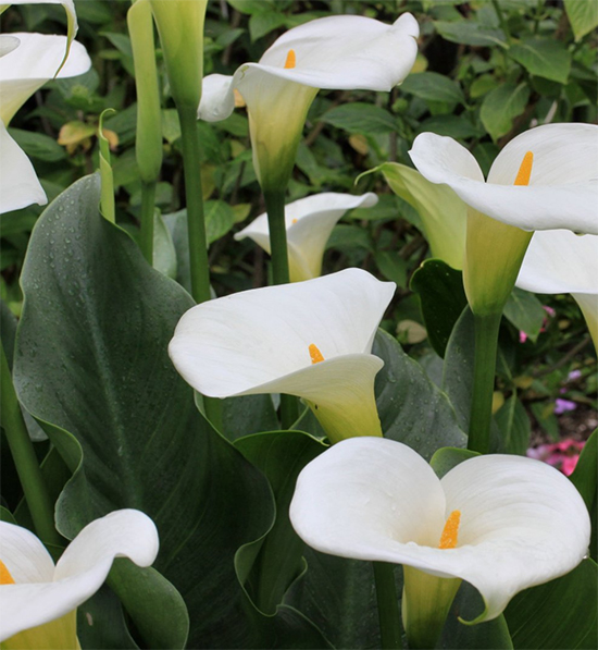 Белая лилия в огороде